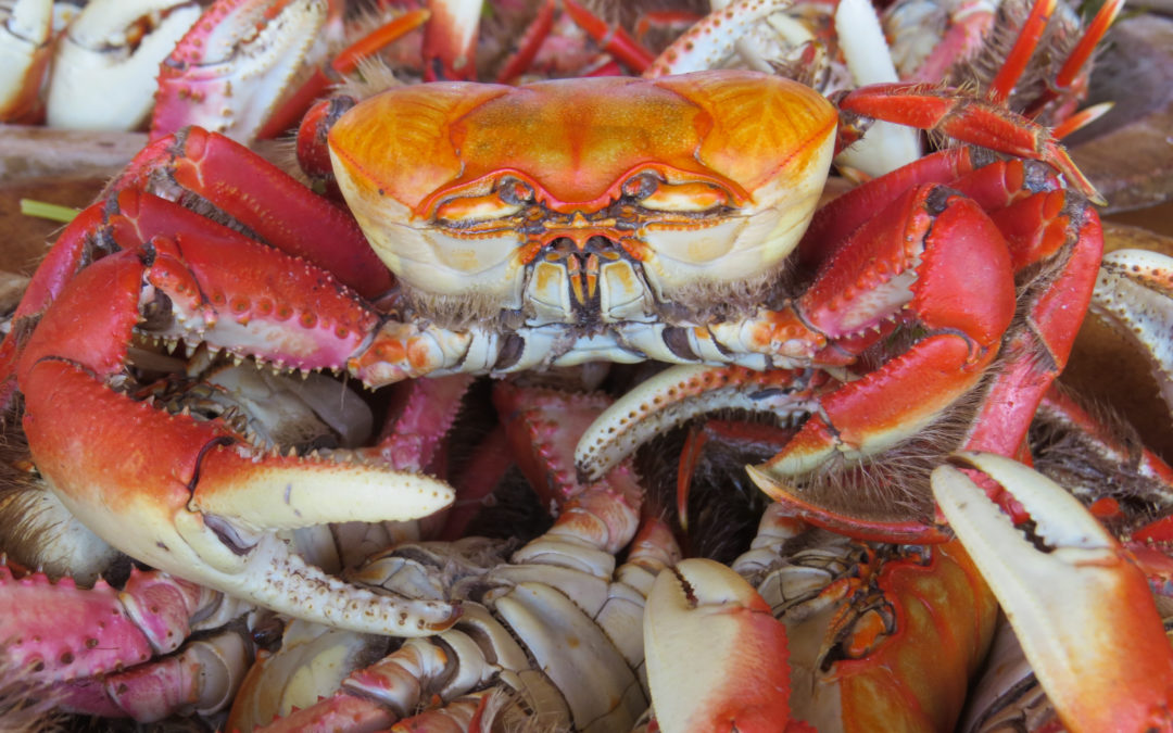 Anniversary Crab Feast Mixer